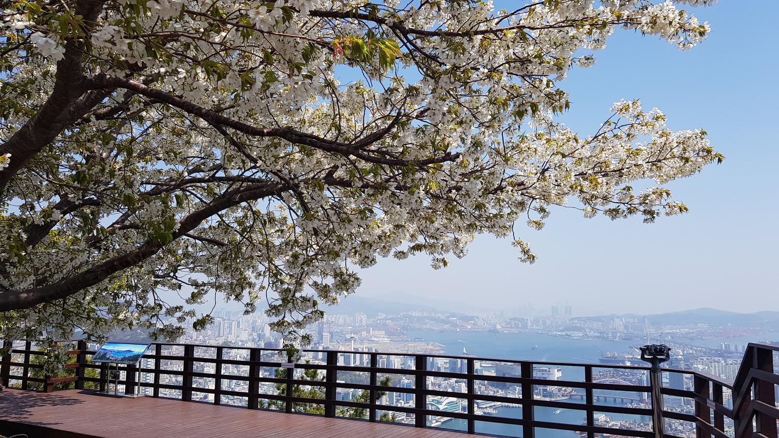 Самые комфортные месяцы для посещения Пусана - апрель, октябрь и ноябрь. 